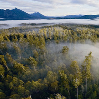 Protecting Tasmanian Forests